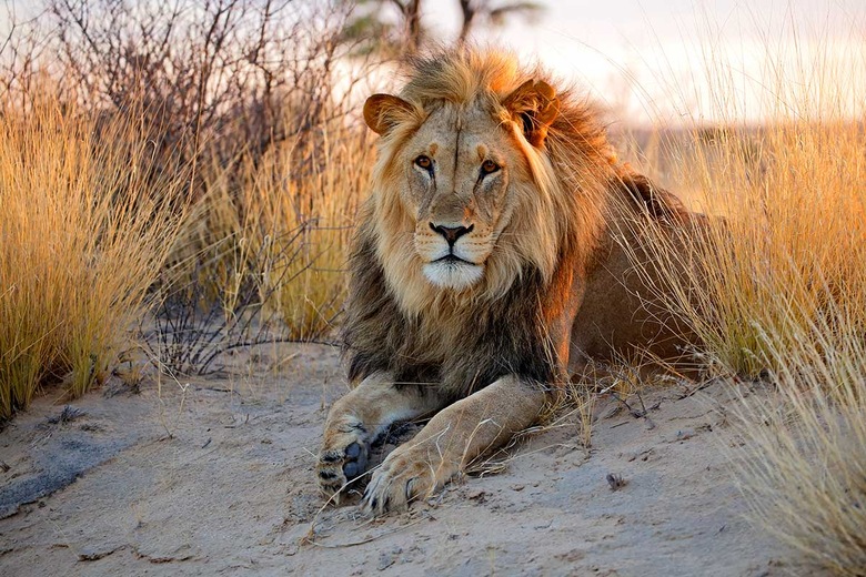 Parc Kgalagadi