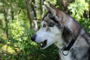 À la rencontre des huskies