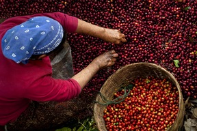 Grains de café