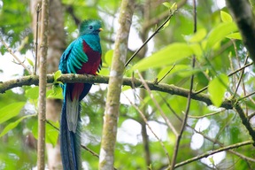 Biotope du Quetzal