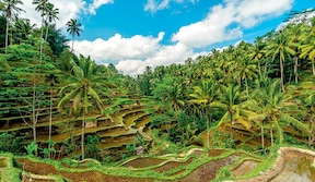 Circuit privé Bali Paradis