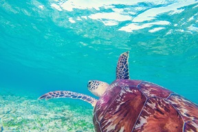 Île de Gili Trawangan