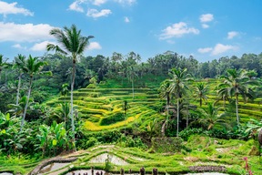 Rizières de Tegallalang