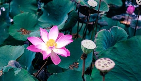 Fleur de lotus