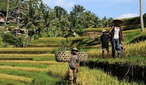 À travers les rizières