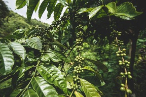 Plantations de café