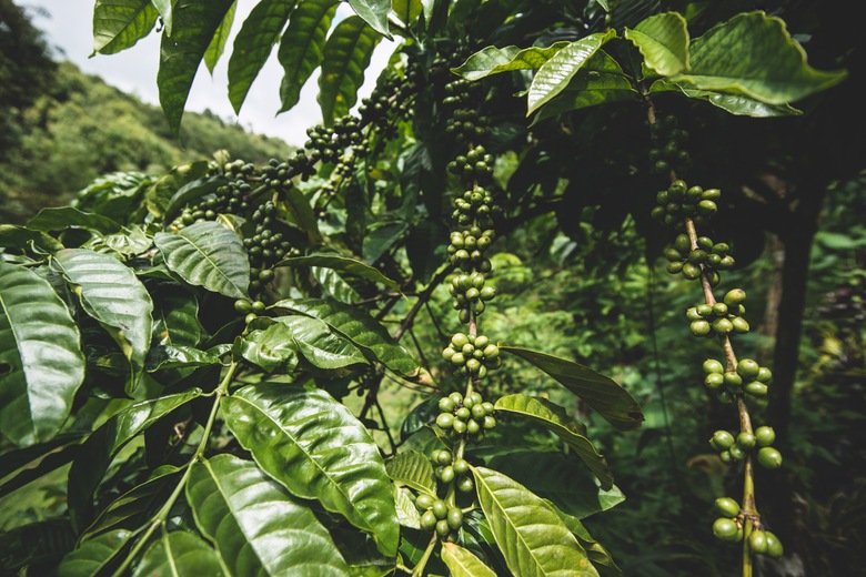 Plantations de café