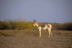 Ane d'Asie