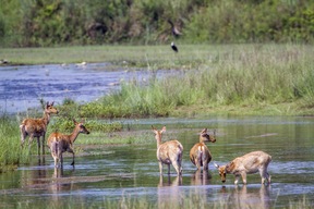 Parc national de Bardia