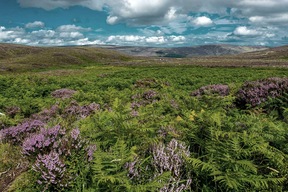Monts Wicklow