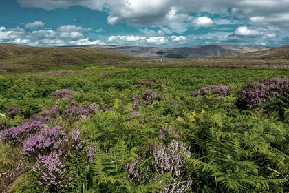 Road Trip L'Irlande éternelle - TUI