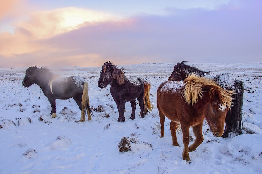 Circuit en étoile : Islande givrée - TUI