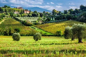 Paysage viticole de Toscane