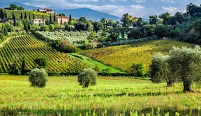 Paysage viticole de Toscane