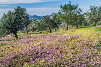 Circuit privé Sur les traces de Lawrence d'Arabie - TUI