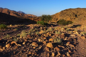 Feynan