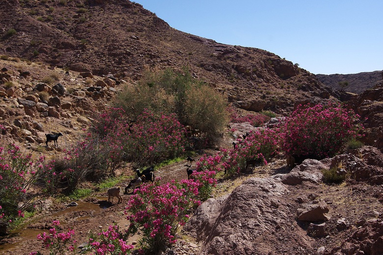 Dana Village