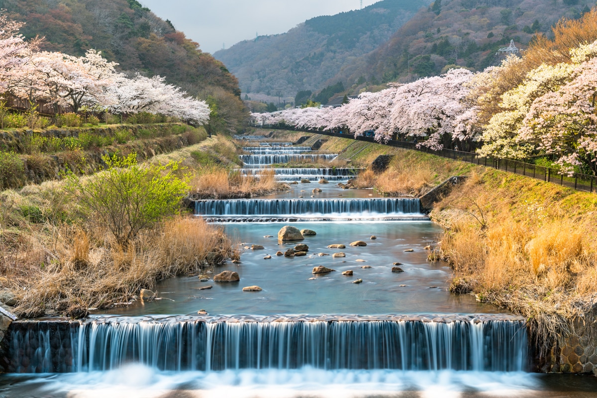 Image 7 du séjour Evènement : Hanami, le réveil des cerisiers à Osaka, Japon