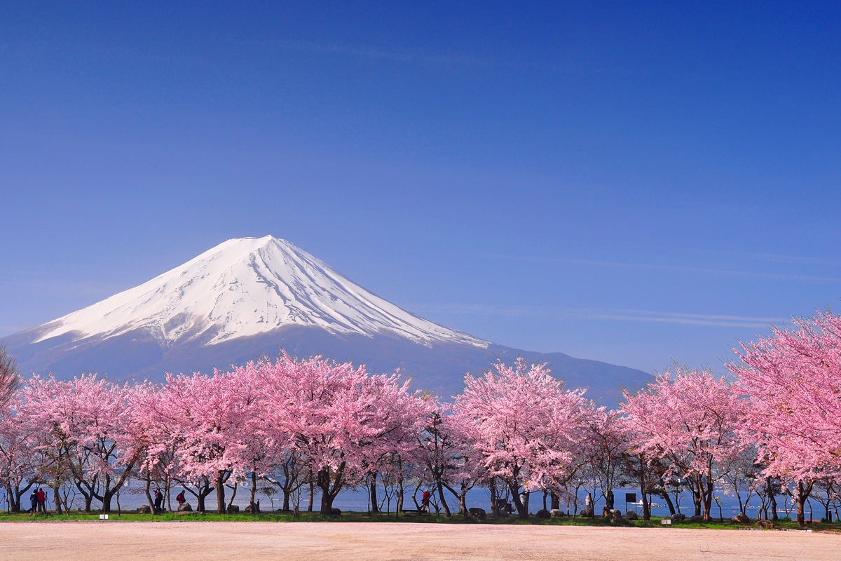 Image 9 du séjour Evènement : Hanami, le réveil des cerisiers à Osaka, Japon