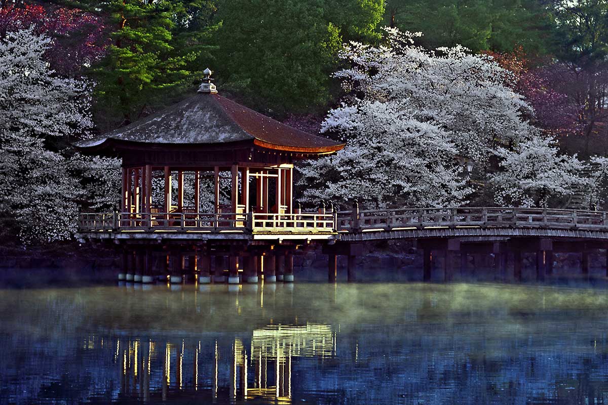 Circuit évènement : Hanami, le réveil des cerisiers - 2