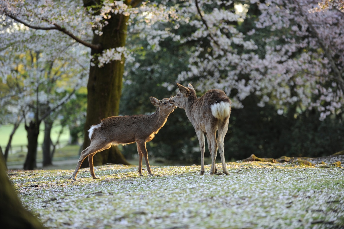 Image 3 du séjour Evènement : Hanami, le réveil des cerisiers à Osaka, Japon