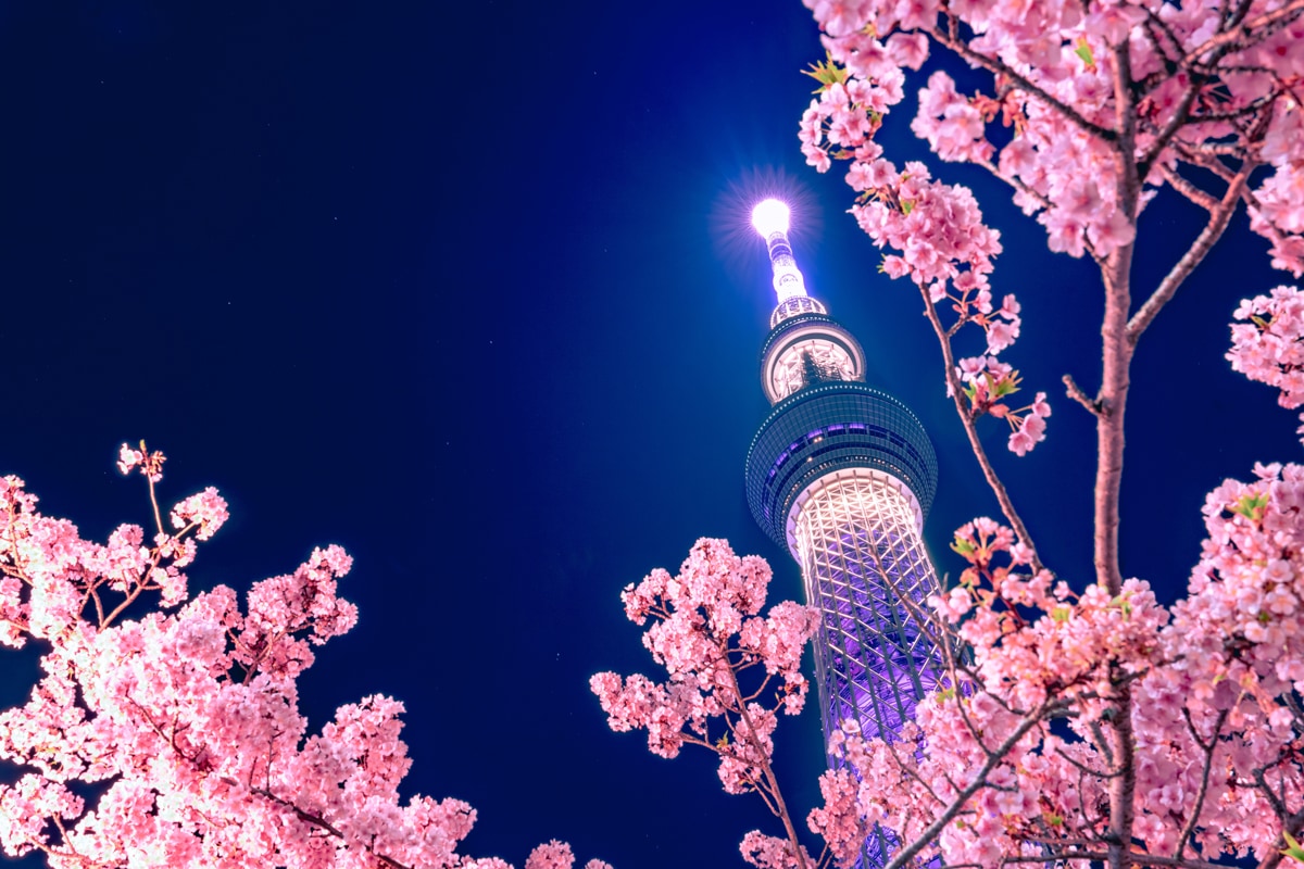Image 8 du séjour Evènement : Hanami, le réveil des cerisiers à Osaka, Japon