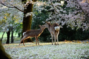 Les daims du parc de Nara