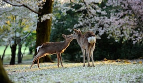 Les daims du parc de Nara