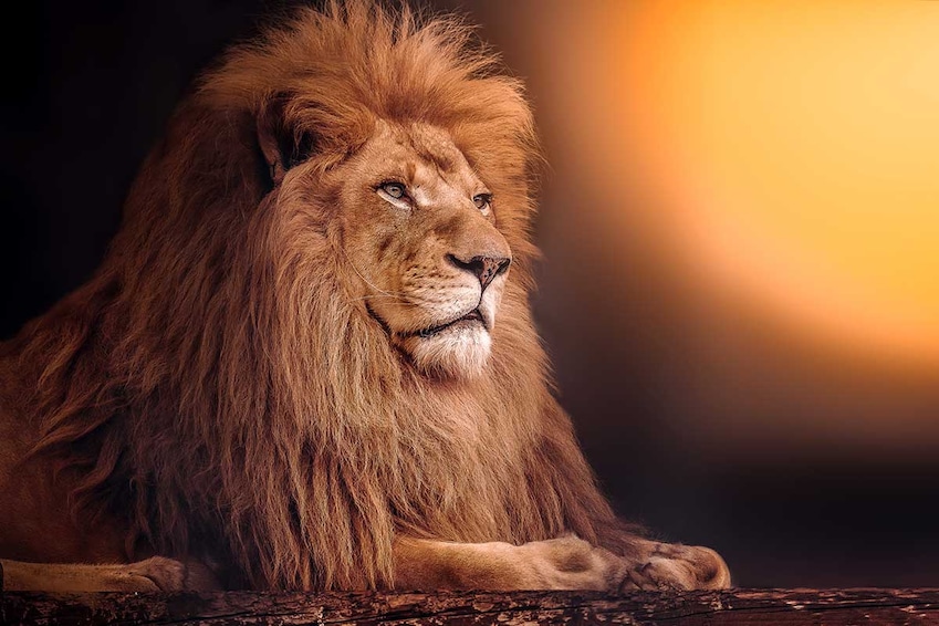 Circuit privé Au pays du Roi Lion - TUI