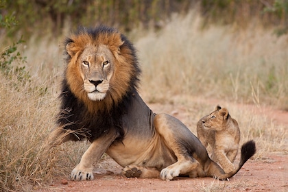 Circuit L'essentiel du Kenya en 4 x 4 - TUI