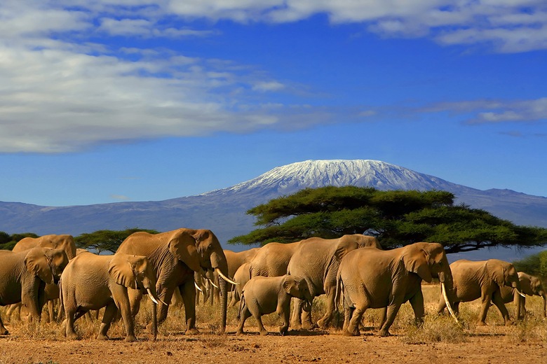 Parc Tsavo