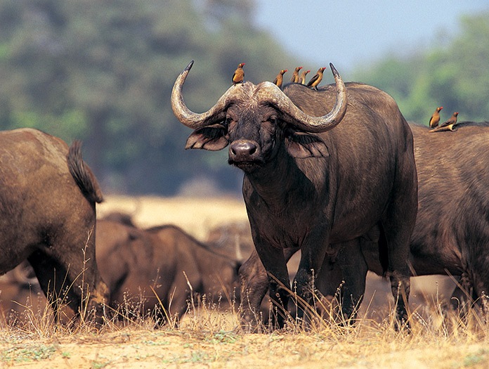 Kenya - Tanzanie - Circuit Safari Buffalo