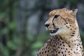 Parc Tsavo