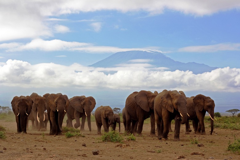 Parc d’Amboseli
