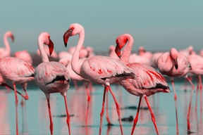 Lac Nakuru