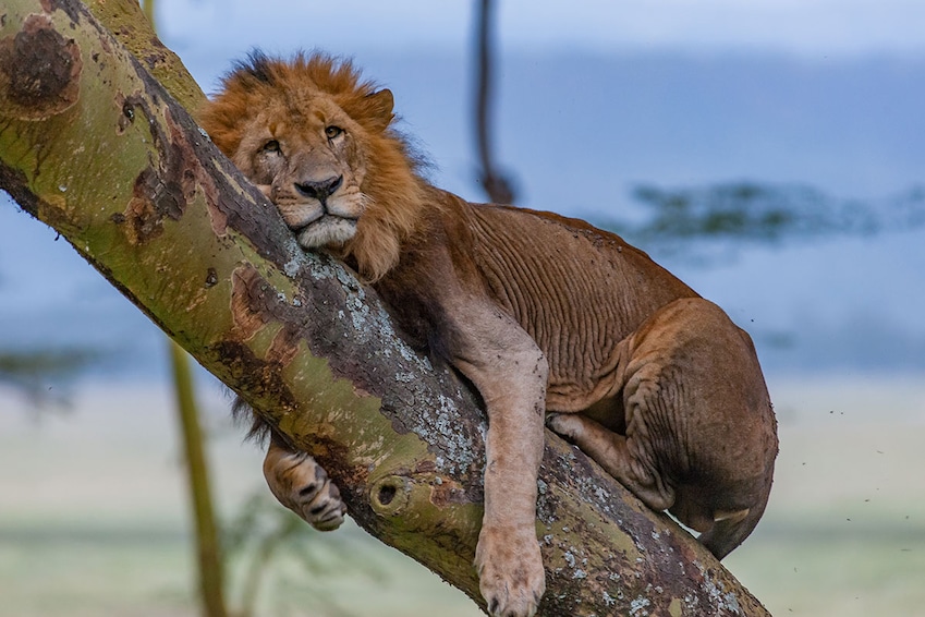 Circuit Safari Kifaru - TUI