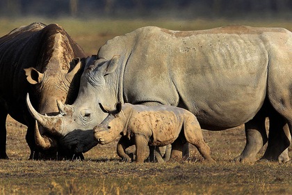 Circuit Safari Kifaru - TUI