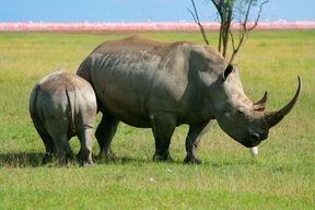 Parc du Nakuru Springs