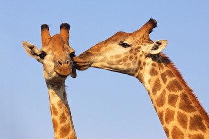 Circuit Safari Kifaru - TUI