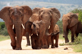 Réserve de Samburu