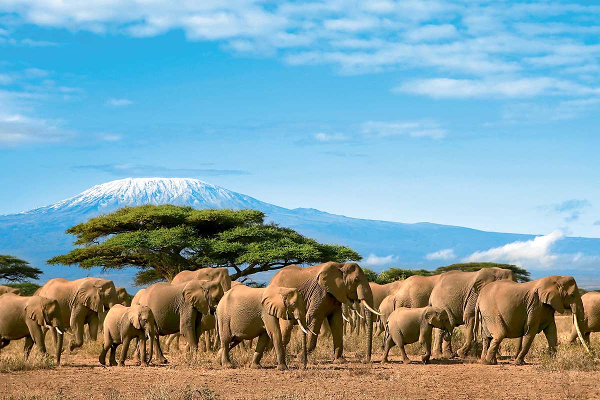 Circuit Safari Kilimandjaro