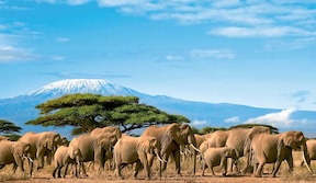 Circuit Safari Kilimandjaro