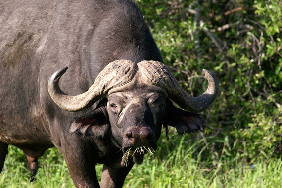 Circuit Safari Kilimandjaro- TUI