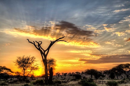 Circuit Safari Kilimandjaro - TUI