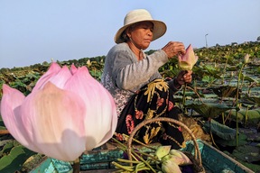 Lac de fleurs de lotus