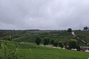 Plantation de thé