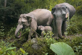 Mekong Elephant park