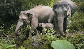 Mekong Elephant park