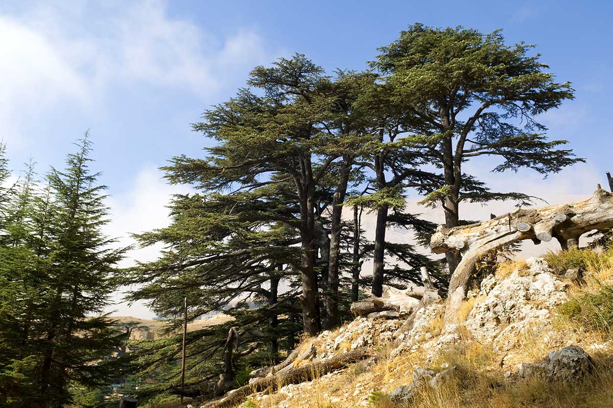 Liban - Circuit Saveurs libanaises