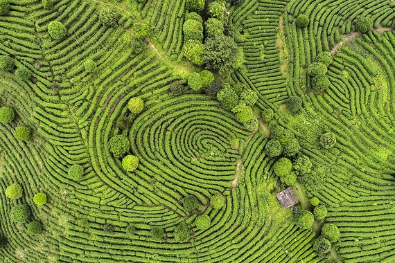 Circuit privé Nature et temples du Sri Lanka- TUI